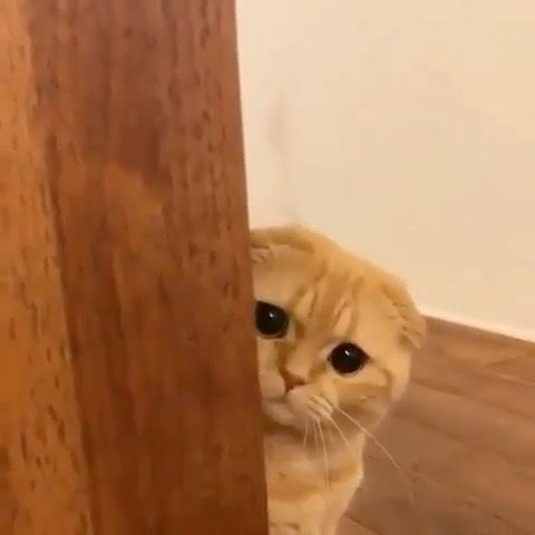 Cute Cat